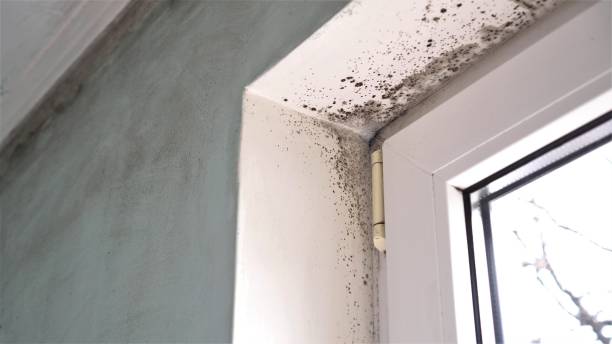 Best Professional Mold Removal  in Tanaina, AK