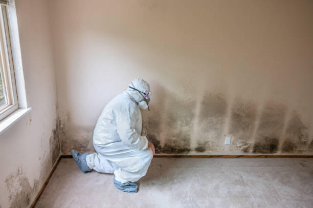 Best Mold Testing and Removal  in Tanaina, AK