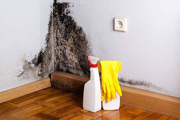 Best Home Mold Removal  in Tanaina, AK