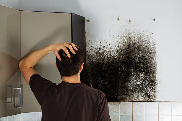 Best Mold Damage Repair  in Tanaina, AK