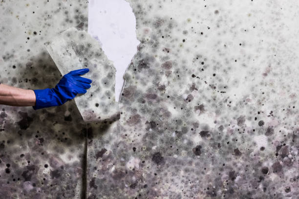 Best Affordable Mold Removal  in Tanaina, AK