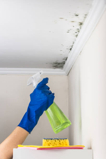 Best Toxic Mold Removal  in Tanaina, AK
